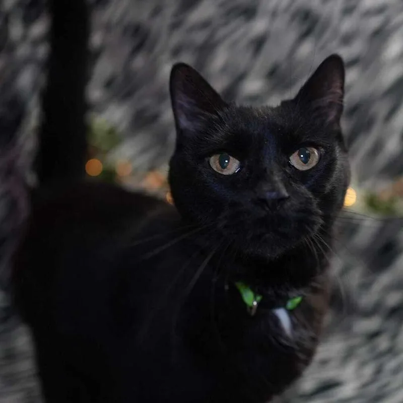 A young medium-sized female Black Domestic Short Hair cat named Tabitha for adoption in Wheaton, IL