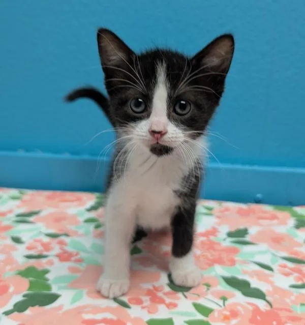 A baby small-sized female Domestic Short Hair cat named Jennifurr for adoption in Escondido, CA