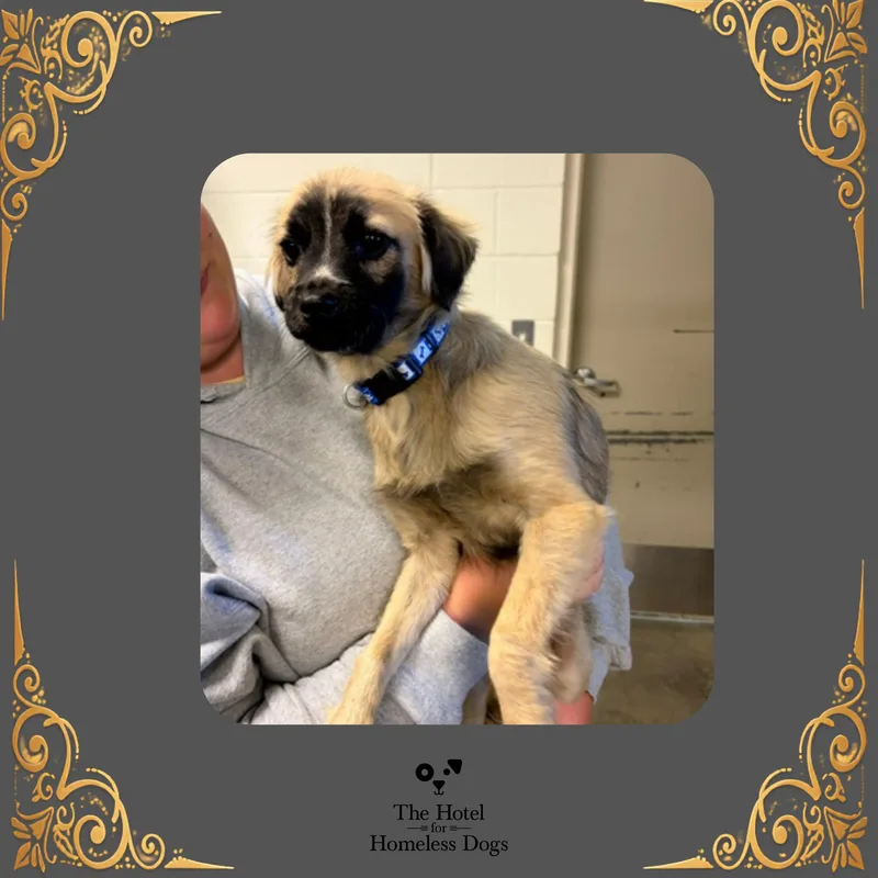A young small-sized male Yellow / Tan / Blond / Fawn Mixed Breed dog named Chewy for adoption in Cumberland, RI