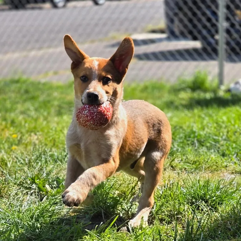 A baby small-sized male Mixed Breed dog named Atlas for adoption in Klamath Falls, OR