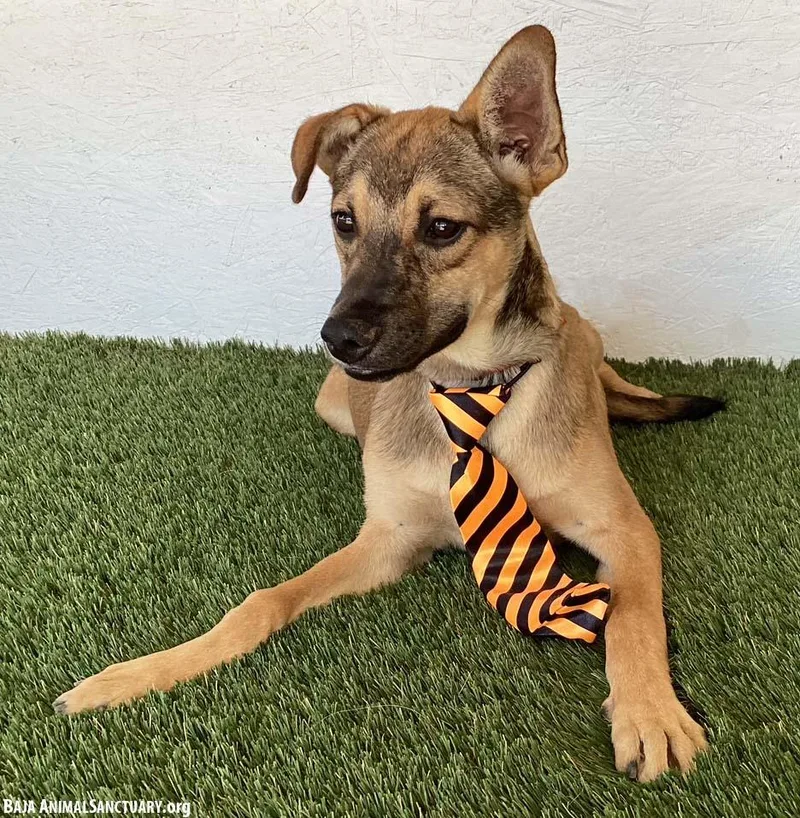 A baby medium-sized male Yellow / Tan / Blond / Fawn Shepherd dog named Hugo for adoption in San Diego, CA