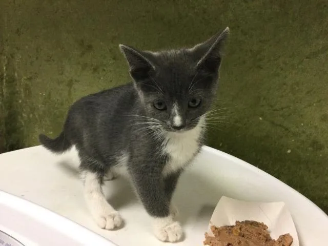 A baby small-sized female Domestic Short Hair cat named Beauty for adoption in Riverside, CA