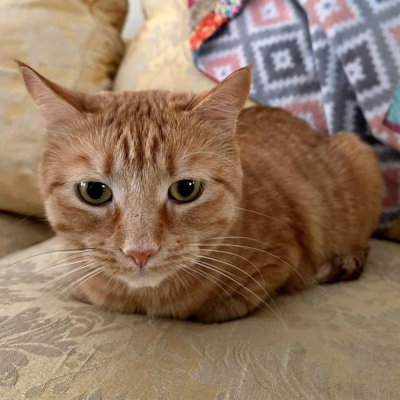 An adult large-sized female Orange / Red Domestic Short Hair cat named Cheddar for adoption in Dover, NH