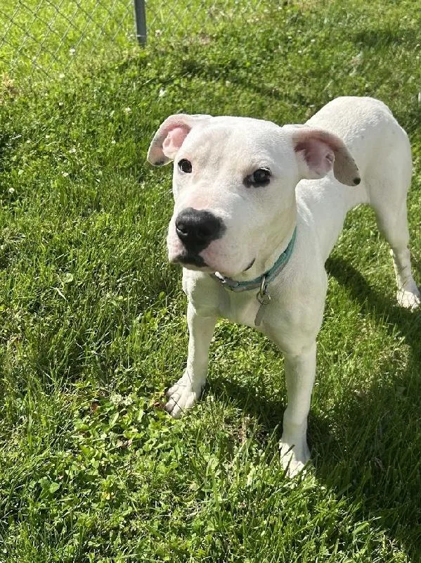 A young medium-sized female Boxer dog named Izzy for adoption in Aurora, IL