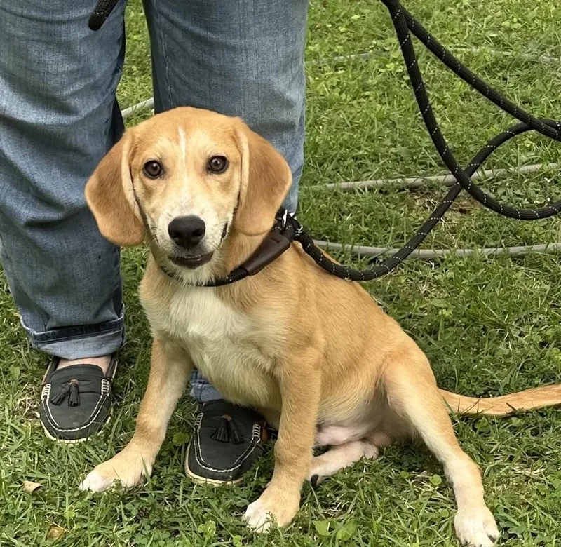 A baby medium-sized male Tricolor (Brown, Black, & White) Hound dog named Zeke for adoption in Horn Lake, MS