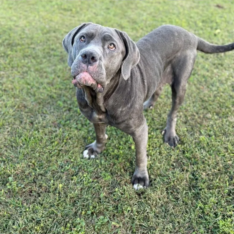 An adult extra large-sized female Mastiff dog named Minnie for adoption in Philadelphia, PA