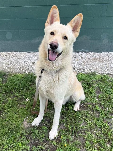 A young large-sized male German Shepherd Dog dog named Armani for adoption in Naples, FL