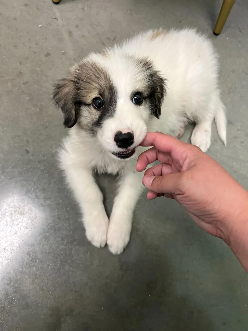 A baby large-sized female White / Cream Great Pyrenees dog named Miso for adoption in Pflugerville, TX