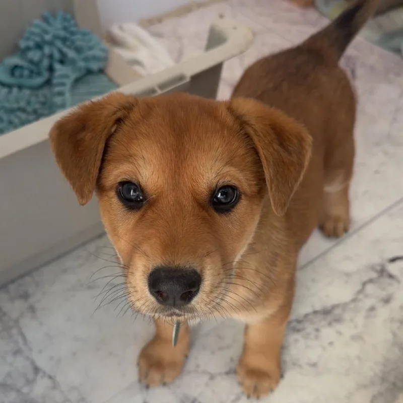 A baby small-sized female Brown / Chocolate Mixed Breed dog named Dream for adoption in Buffalo, MN