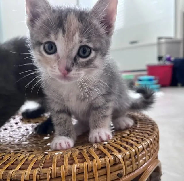 A baby large-sized female Domestic Short Hair cat named Camrie for adoption in Camarillo, CA