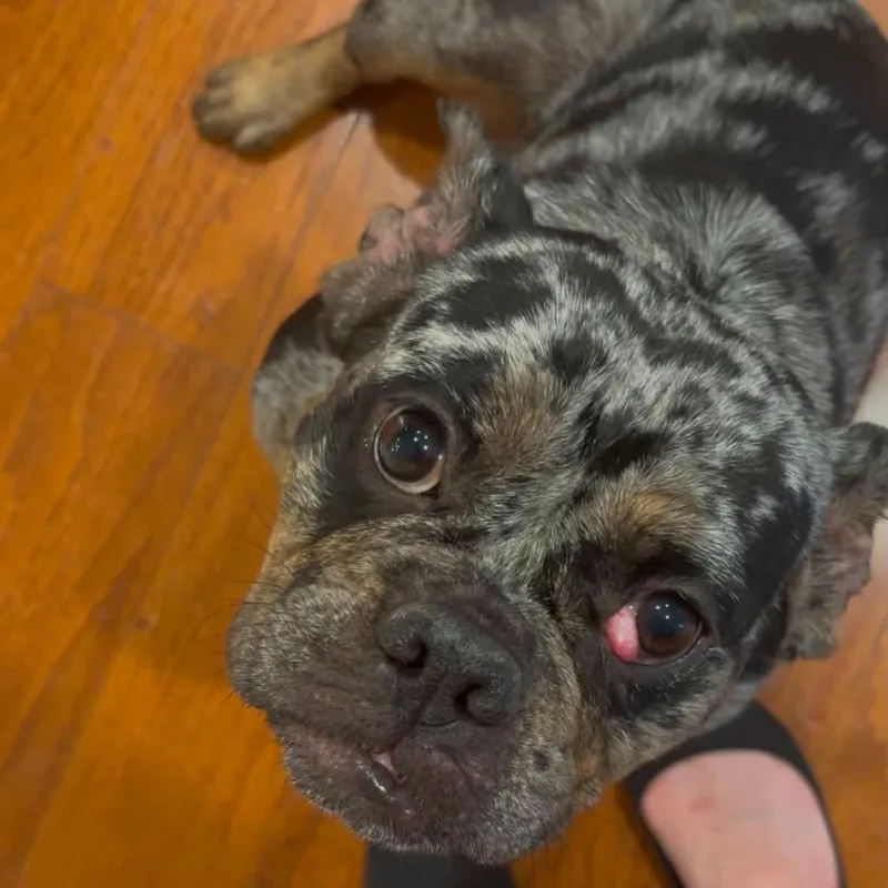 An adult small-sized female Gray / Blue / Silver French Bulldog dog named Mama Carmela Moretti for adoption in Allen, TX