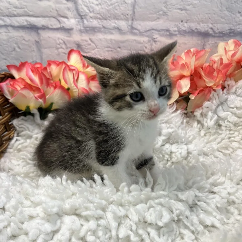 Willow