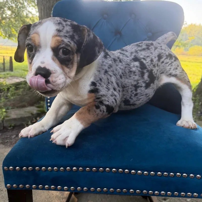 A baby small-sized female Beagle dog named Bea for adoption in Northbrook, IL