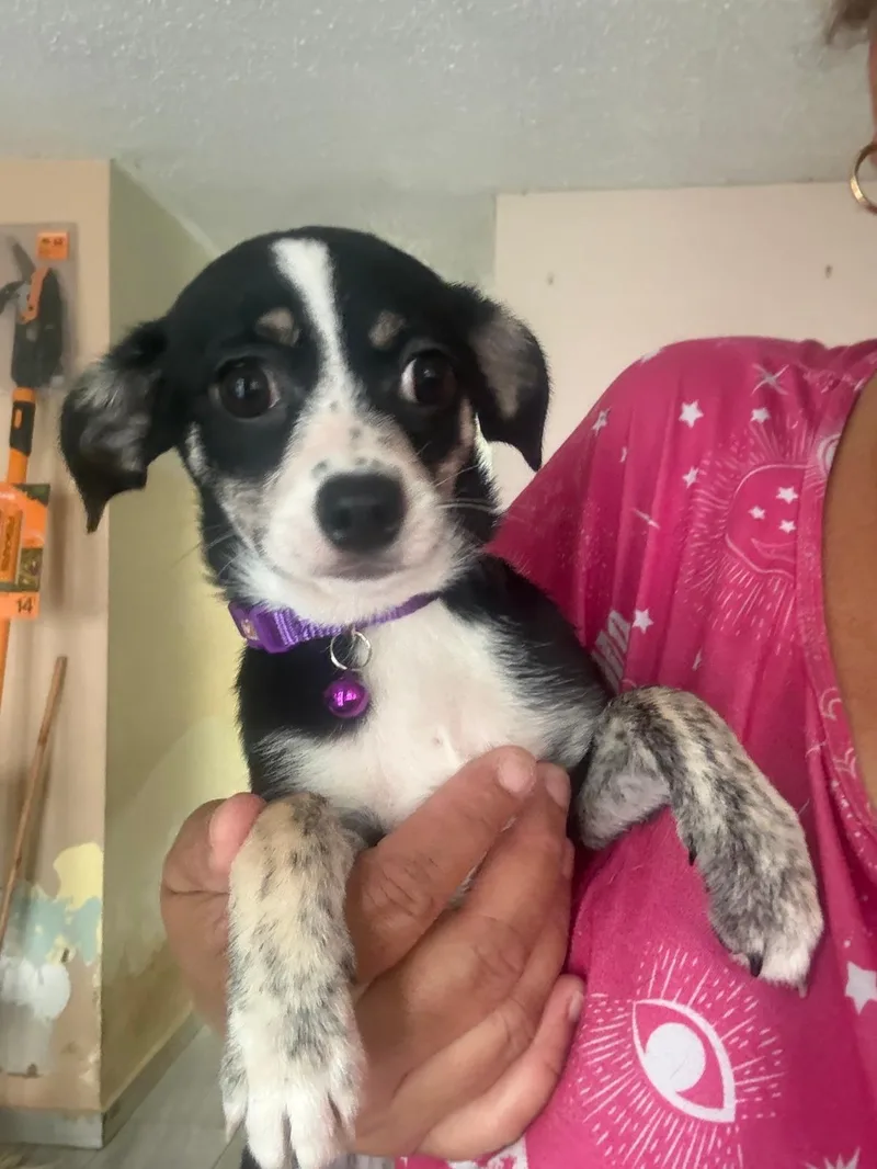 A baby small-sized female Tricolor (Brown, Black, & White) Yorkshire Terrier dog named Lucy for adoption in Rio Grande, PR