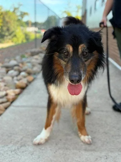 An adult large-sized male Bernese Mountain Dog dog named Capcom for adoption in Gastonia, NC