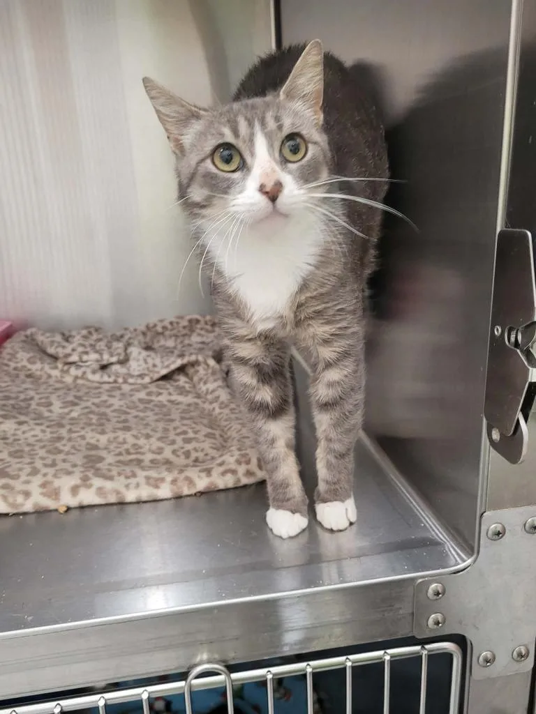 A young medium-sized female Domestic Short Hair cat named Abilene for adoption in Republic, MO