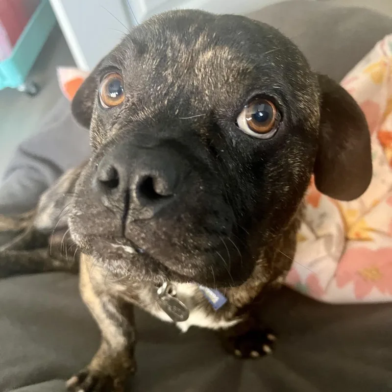 An adult medium-sized male Brown / Chocolate French Bulldog dog named Pudsey for adoption in Los Angeles, CA