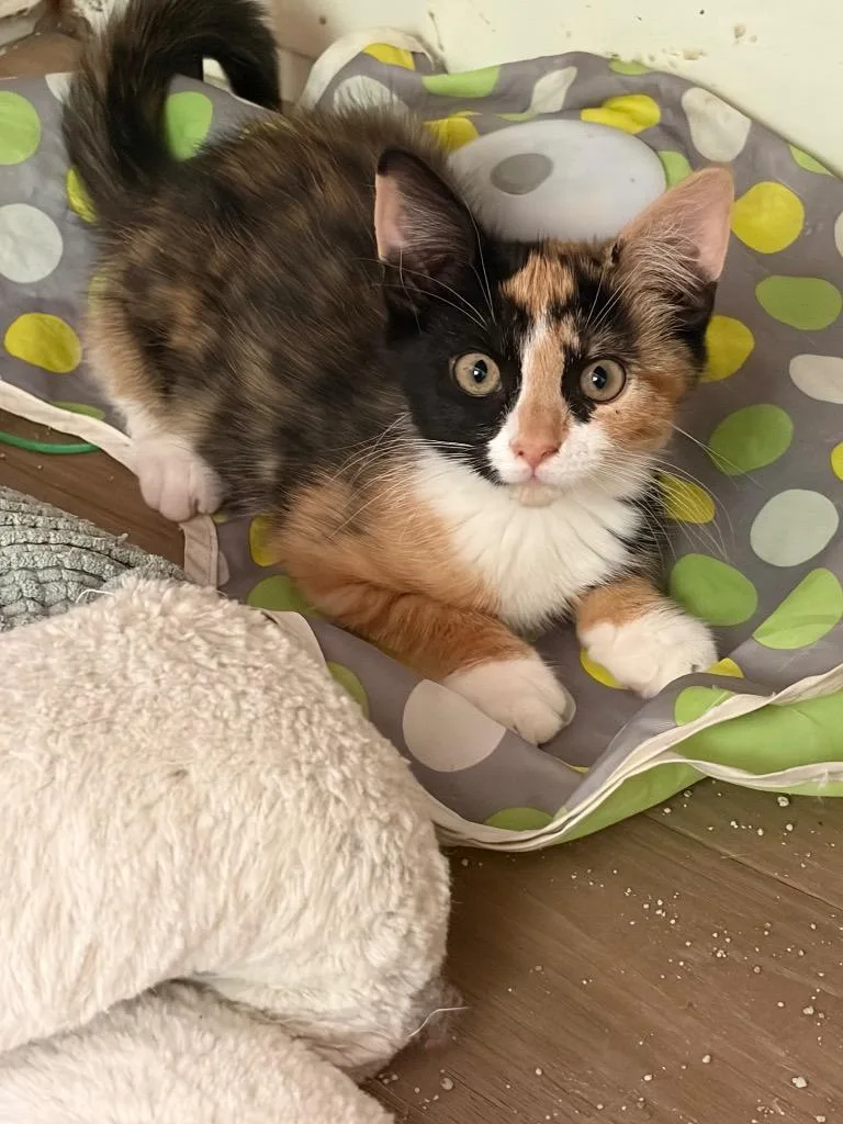 A baby medium-sized female Domestic Short Hair cat named Zeta for adoption in Lancaster, PA