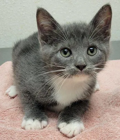 A baby small-sized male Domestic Short Hair cat named Davey for adoption in Eugene, OR