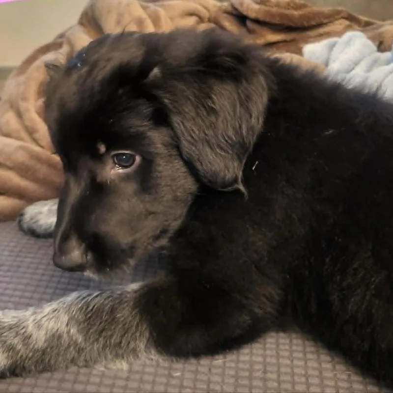 A baby large-sized female Black Mixed Breed dog named Parsnip for adoption in Olathe, KS