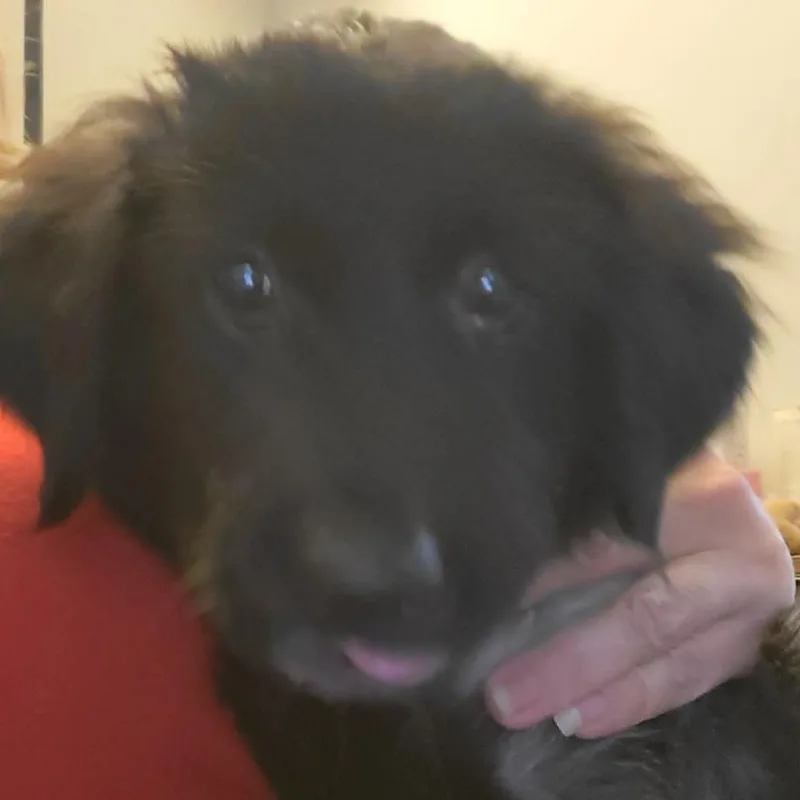 Parsnip thumbnail 2