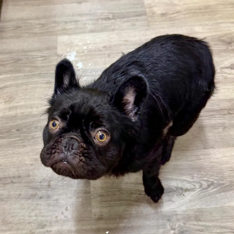 An adult small-sized male Black French Bulldog dog named Walter for adoption in Opelika, AL