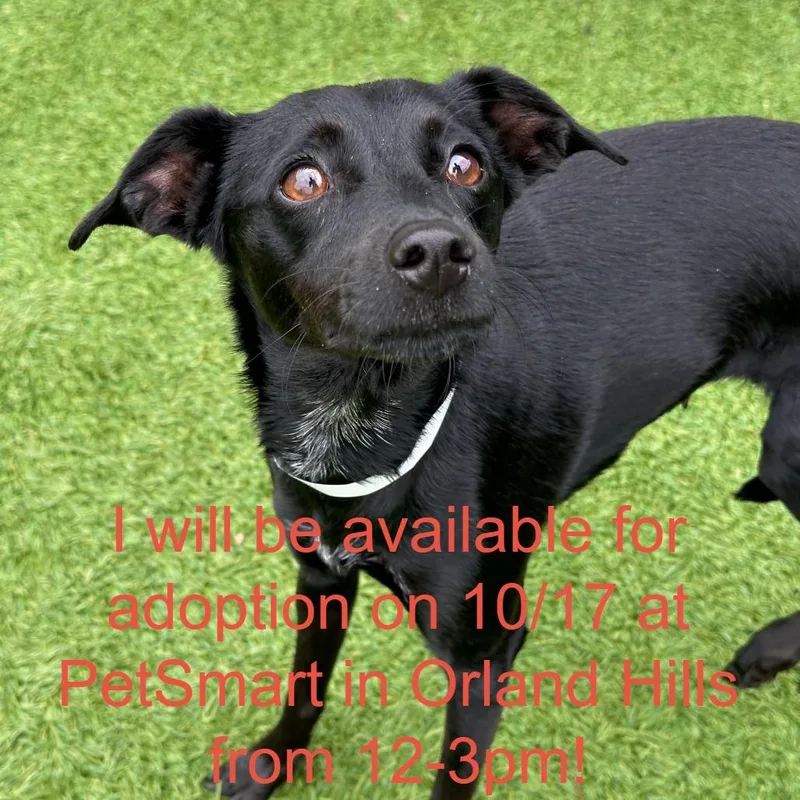 An adult small-sized female Black Mixed Breed dog named Trixie for adoption in Matteson, IL