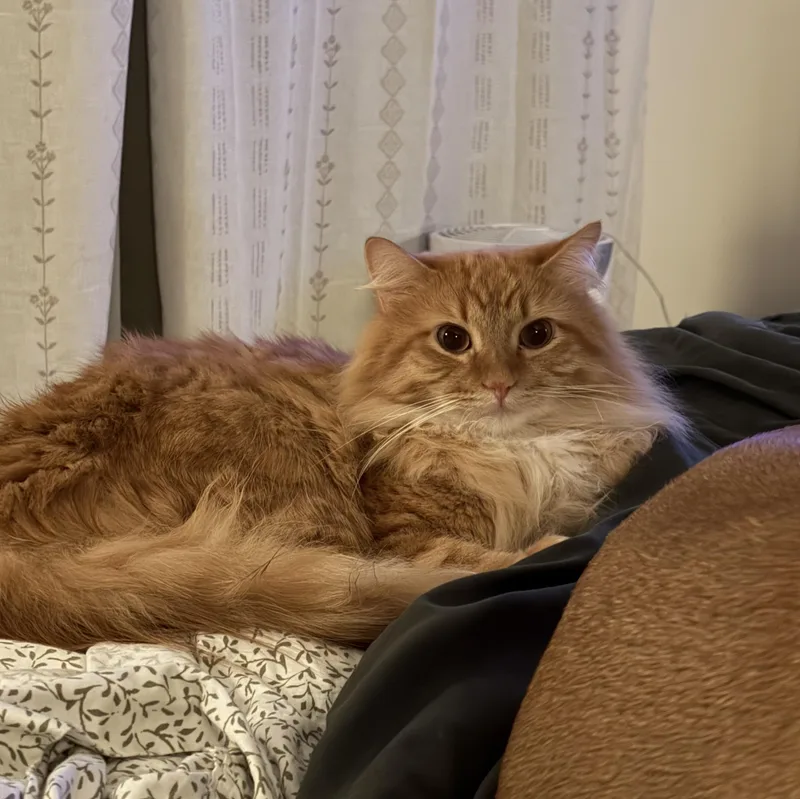 A young large-sized male Maine Coon cat named Toby & Ludo for adoption in Plymouth, MN