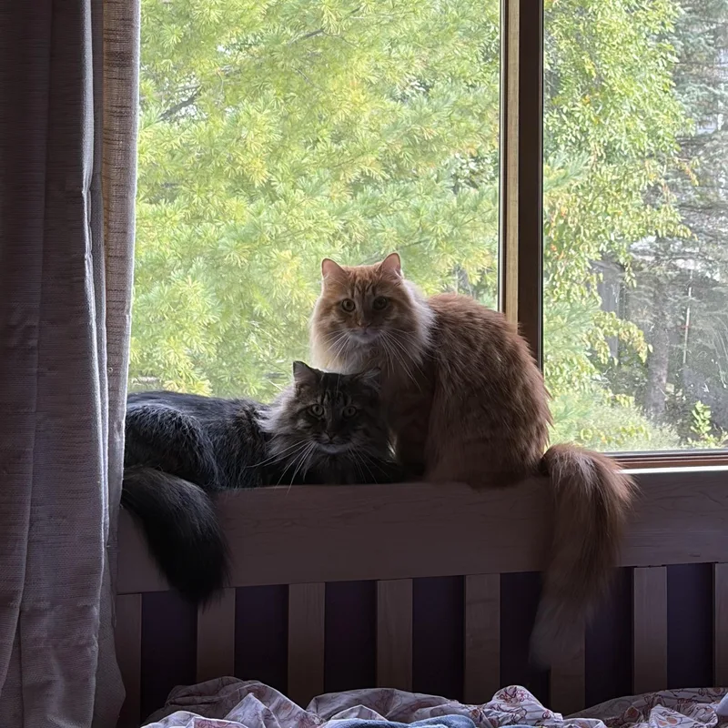 Toby & Ludo thumbnail 2