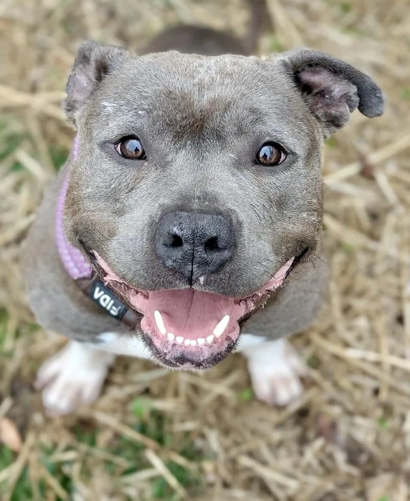 An adult medium-sized female Gray / Blue / Silver Pit Bull Terrier dog named Boots for adoption in Chicago, IL