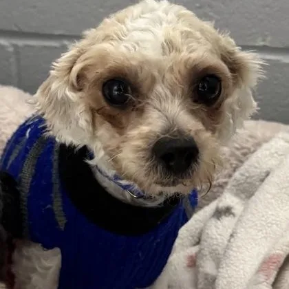 An adult small-sized female Gray / Blue / Silver Maltese dog named Sabrina for adoption in Tinley Park, IL