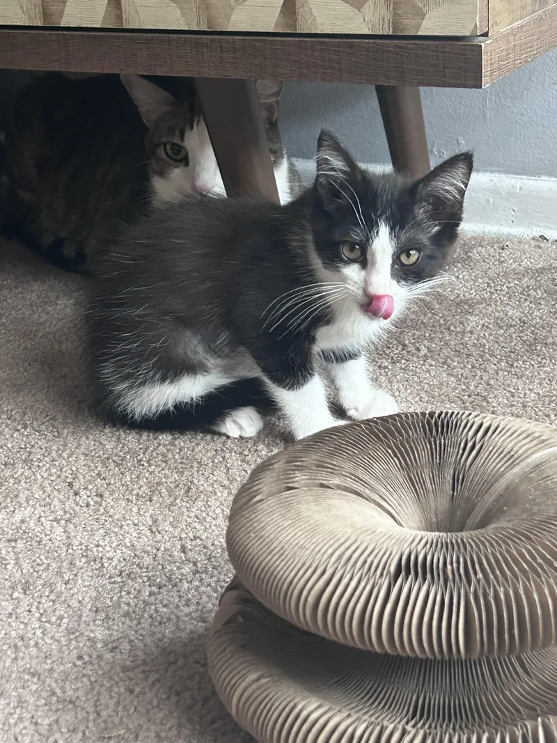 A baby small-sized male Black & White / Tuxedo Tuxedo cat named Herbert for adoption in Burbank, CA