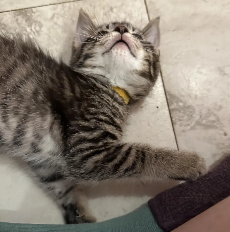 A baby small-sized female Tabby (Brown / Chocolate) Domestic Short Hair cat named Asterisk for adoption in Milwaukee, WI