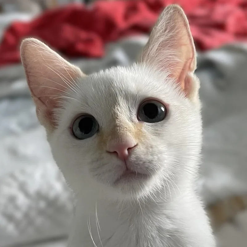 A baby medium-sized female Flame Point Siamese cat named Camille for adoption in Culpeper, VA