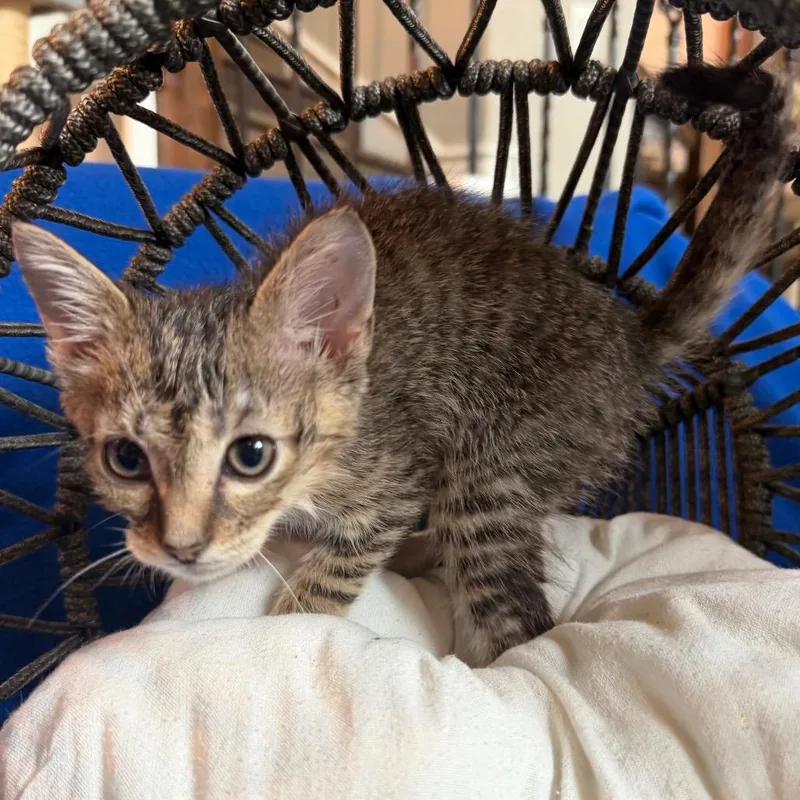 A baby small-sized male Gray / Blue / Silver Domestic Short Hair cat named Zeb for adoption in Flower Mound, TX