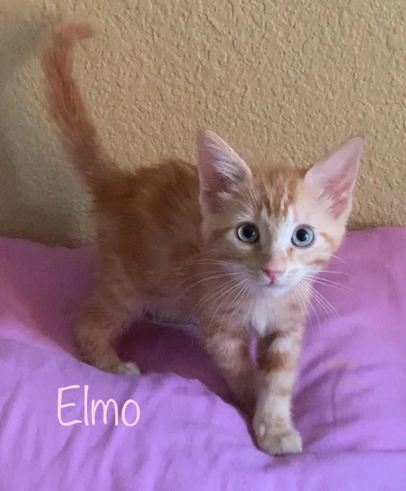 A baby large-sized male Orange / Red Domestic Long Hair cat named Elmo for adoption in Dixon, CA