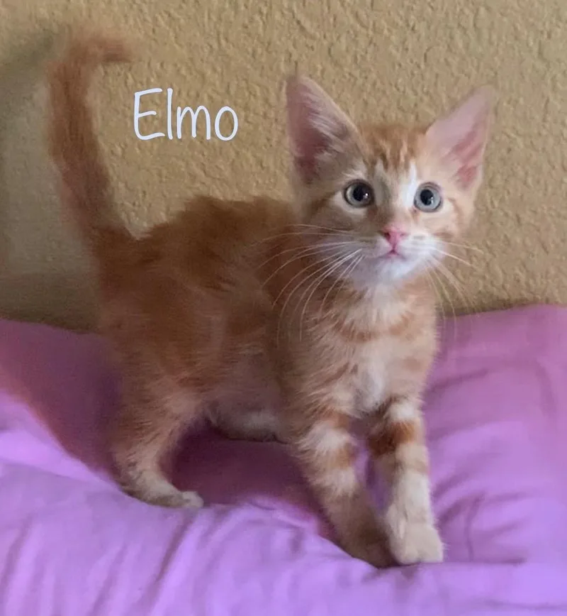 Elmo thumbnail 2