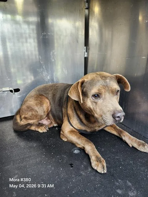 A young large-sized male American Staffordshire Terrier dog named Stallone for adoption in San Antonio, TX
