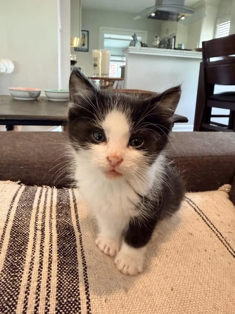 A baby small-sized male Domestic Short Hair cat named Luciano for adoption in Ferndale, MI