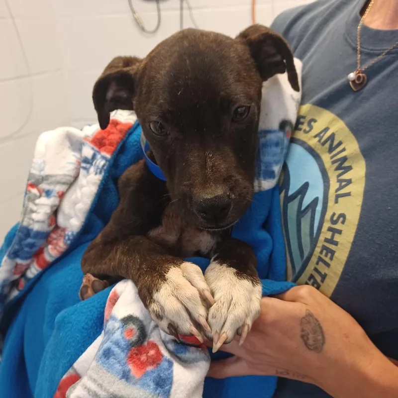 A young small-sized male Brown / Chocolate Terrier dog named Chili for adoption in Hattiesburg, MS