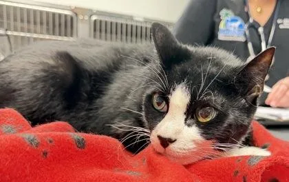 An adult medium-sized male Domestic Short Hair cat named Buddy for adoption in Daytona Beach, FL