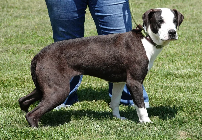 A young medium-sized female Black Boxer dog named Blossom for adoption in Millfield, OH