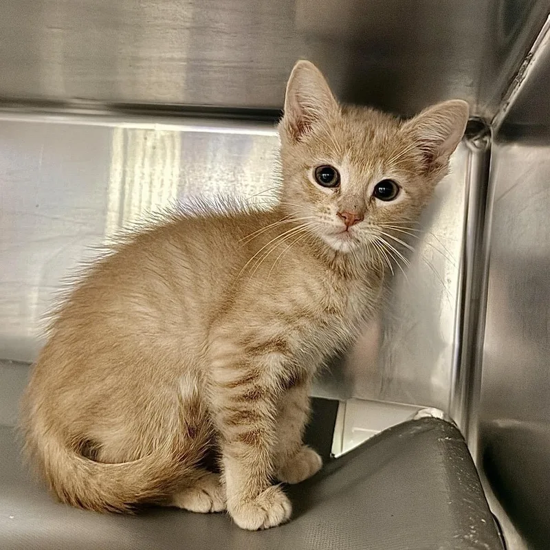 Woodie Cat thumbnail 2