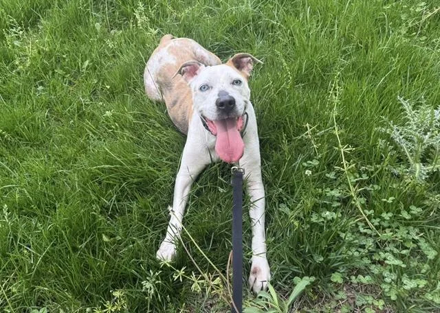 An adult large-sized female Boxer dog named Russia for adoption in Omaha, NE