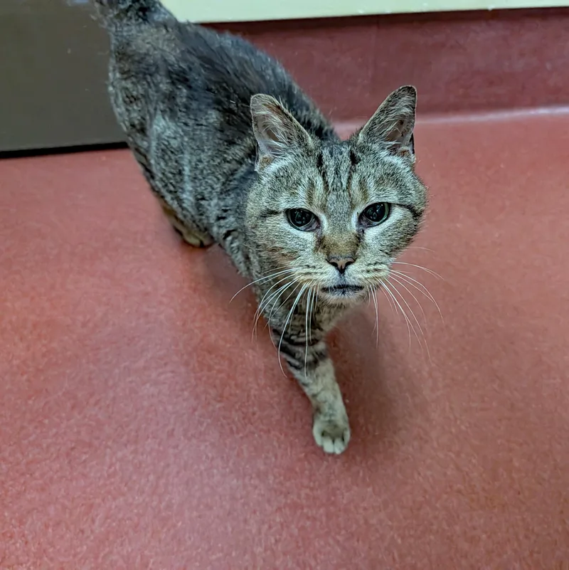 A senior medium-sized female Domestic Short Hair cat named Edna for adoption in Accident, MD