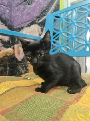 A baby small-sized female Domestic Short Hair cat named Cheerios for adoption in Savannah, GA