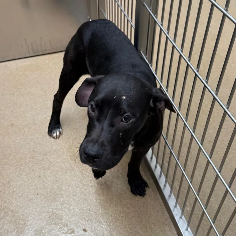 Hazelnut thumbnail 2