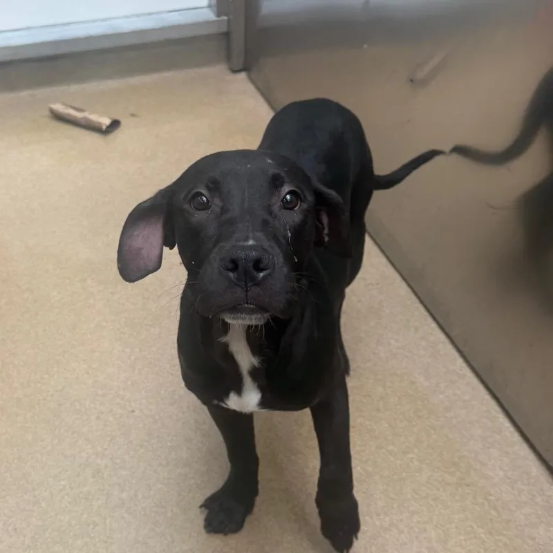 Hazelnut thumbnail 3