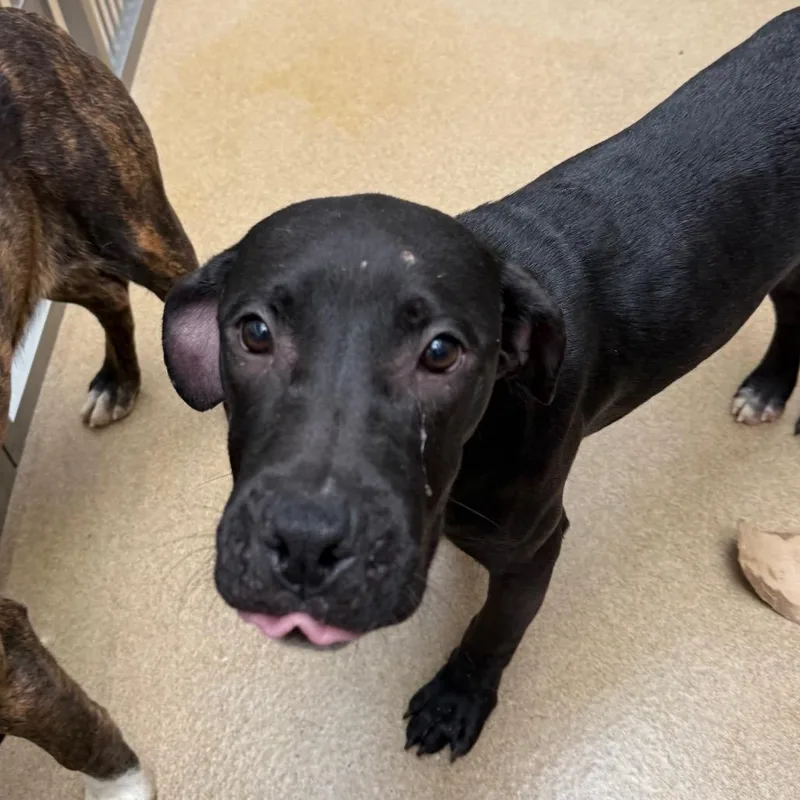 Hazelnut thumbnail 4