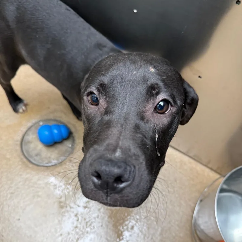 Hazelnut thumbnail 5